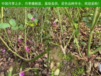 上海龙凤419：月季裸根苗的选购、栽植、肥水、养护技术大全
