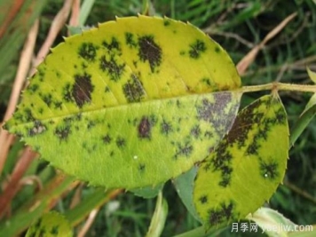 深秋天季节月季出现斑点的病害原因与防治