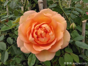 中国月季：欧洲玫瑰花的祖宗，为世界园艺做出了巨大贡献