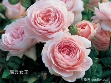 100种月季玫瑰品种图鉴大全，你认识有没有超过10个？