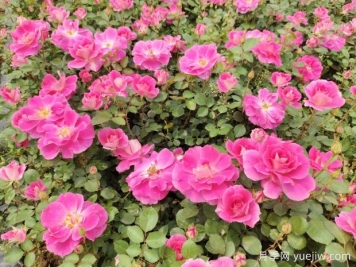 仙境盆栽月季杯苗粉色丰花，绿化工程批发