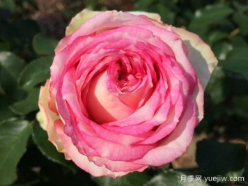 我的玫瑰月季/我的花