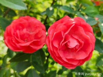 种上木香蔷薇花蛮强爆花，红橙白黄木香你喜欢哪个？