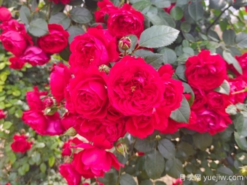 6款红色系的藤本月季品种，适合打造网红花墙