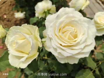 十一朵白玫瑰的花语和寓意