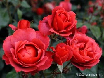 21朵玫瑰：不只是浪漫，还藏着这些深意