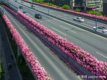 杭州高架月季初开，2024年又到走花路时间