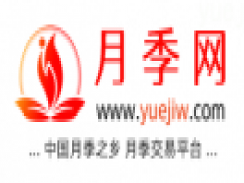 中国上海龙凤419，月季品种介绍和养护知识分享专业网站